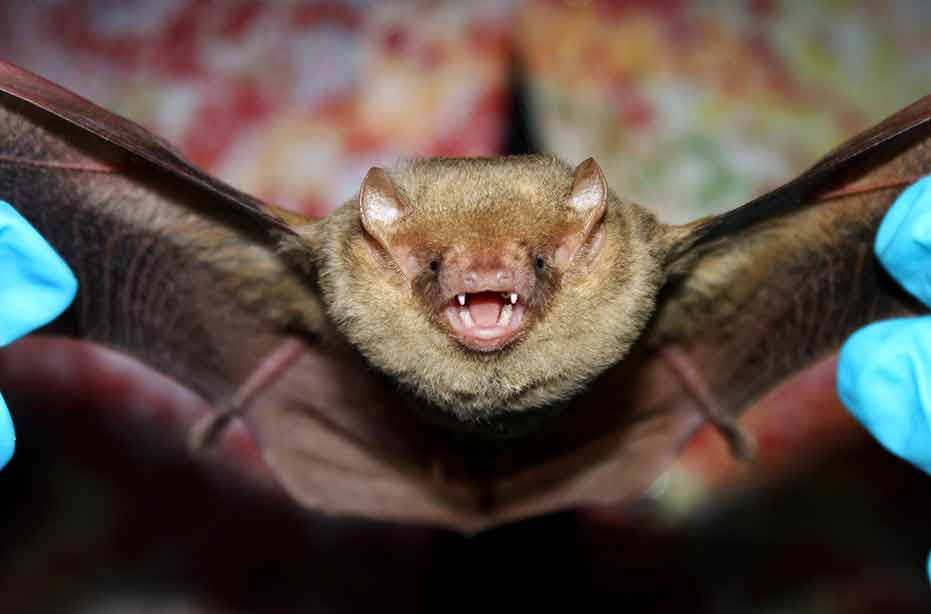 April 15 marks the start of bat maternity season, FWC says