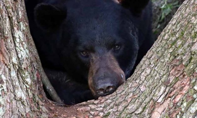 Be ‘BearWise’ this Spring in Florida