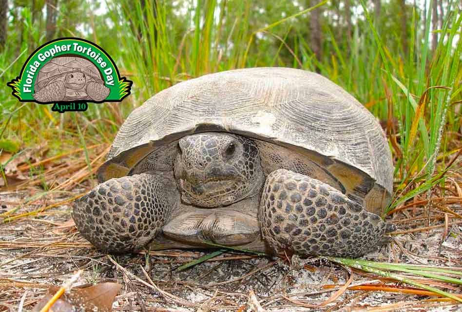 Celebrate… April 10th is Gopher Tortoise Day in Florida