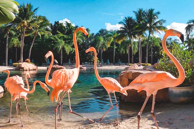 Experience Kissimmee SeaWorld Flamingo