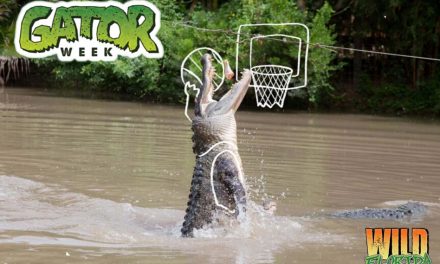 Experience the Jaw-dropping Excitement of Gator Week 2023 at Wild Florida May 29-June 3
