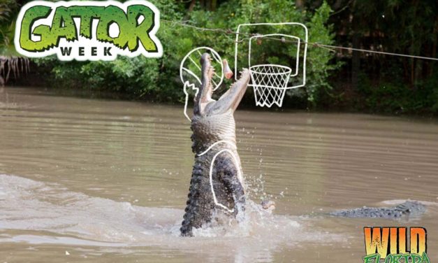 Experience the Jaw-dropping Excitement of Gator Week 2023 at Wild Florida Through June 3