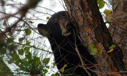 Seeing bears in unexpected areas? Stay Calm and Follow These Safety Tips from FWC!