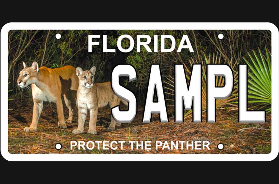 New Florida panther license plate features famous female and her kitten