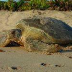 Share the beach with sea turtles this holiday weekend, and give them some space!