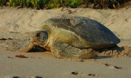Share the beach with sea turtles this holiday weekend, and give them some space!