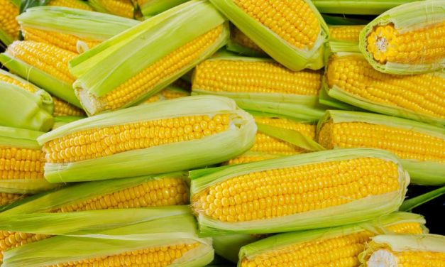 Corn Takes the Crown: Green Giant Survey Reveals America’s Favorite Vegetable, No Longer Broccoli