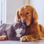 Pawsitively Prepared: Essential Steps to Keep Pets Safe During Storms and Hurricanes, from KUA
