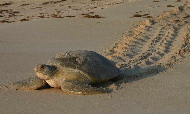 Preserving Coastal Wildlife: How to Help Shorebirds and Sea Turtles on Your Next Trip to the Beach