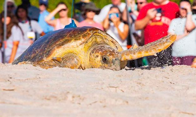 Tour De Turtles Celebrates Sea Turtles, Supernatural and Science at Disney’s Vero Beach Resort
