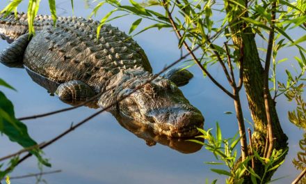 Florida Wildlife Commission Launches Alligator Super Hunt Today: Extended Season and Unlimited Applications
