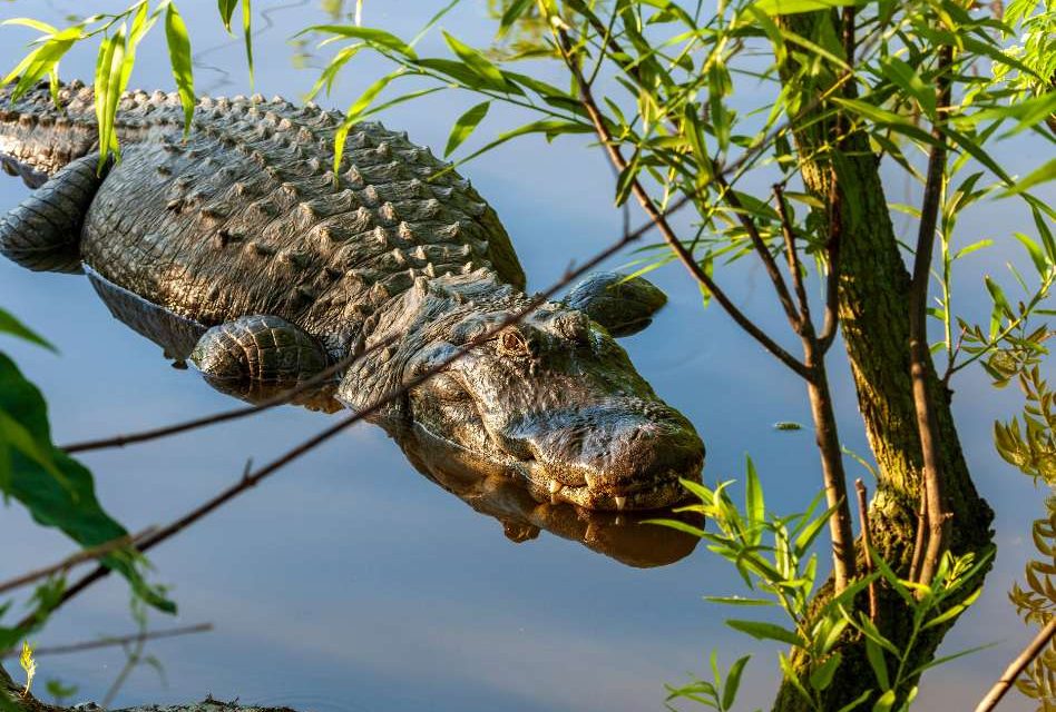 Florida Wildlife Commission Launches Alligator Super Hunt Today: Extended Season and Unlimited Applications
