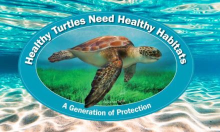 Help ensure Florida’s manatees and sea turtles have access to clean and healthy habitats with new decals from the FWC