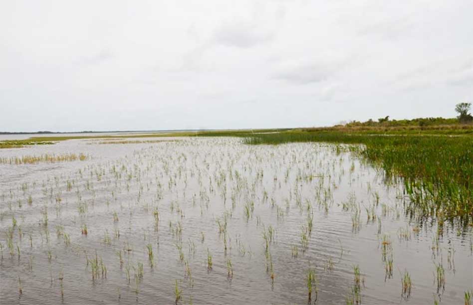 FWC completes large-scale aquatic grass planting project at Lake Kissimmee