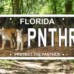 New Florida ‘Protect the Panther’ specialty license plate now available to Florida motorists