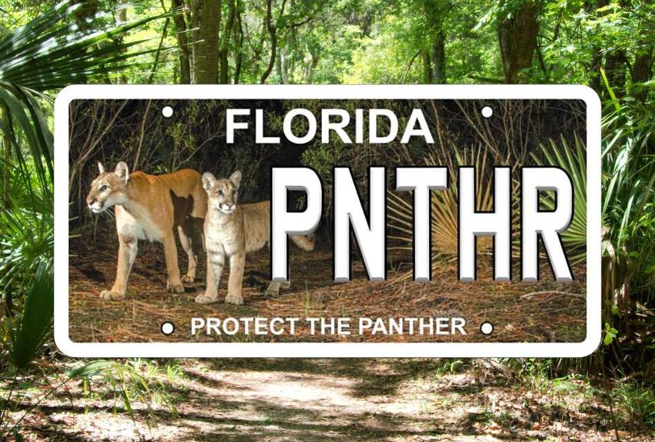 New Florida ‘Protect the Panther’ specialty license plate now available to Florida motorists