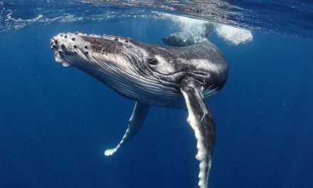 Florida boaters encouraged to be on the lookout during right whale calving season