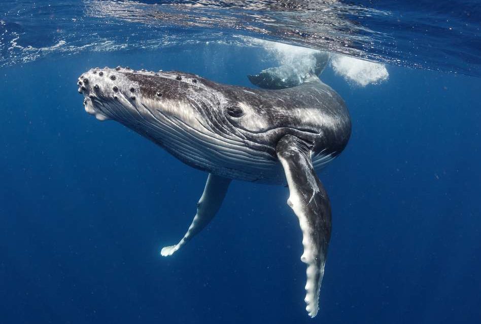 Florida boaters encouraged to be on the lookout during right whale calving season