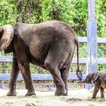 Disney’s Animal Kingdom Welcomes New Baby Elephant Corra