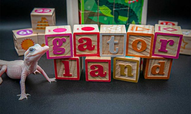 Winter Wonder: Gatorland Welcomes the Birth of Extraordinarily Rare White Leucistic Alligator