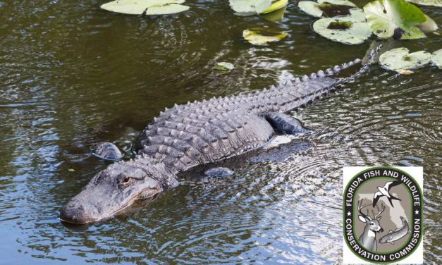 FWC’s Guide to Harmony: Living Safely with Alligators in Florida