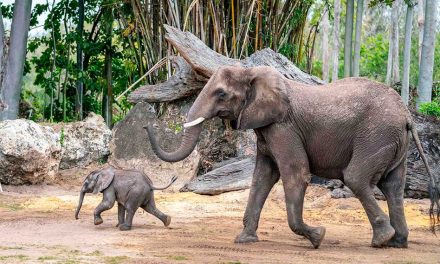 Meet Corra: The Adorable Baby Elephant Captivating Hearts at Disney’s Animal Kingdom