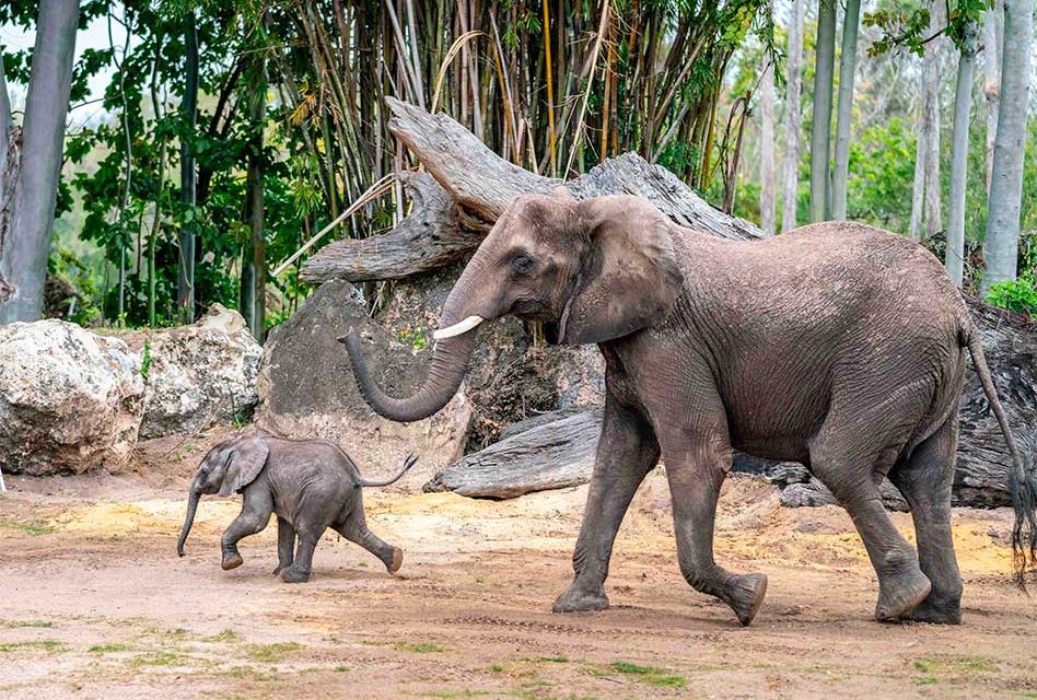 Meet Corra: The Adorable Baby Elephant Captivating Hearts at Disney’s Animal Kingdom