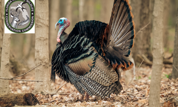 From Licensing to Limits: Your Complete Guide for the 2024 Florida Turkey Season