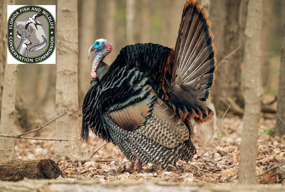 From Licensing to Limits: Your Complete Guide for the 2024 Florida Turkey Season