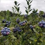 A Taste of Paradise Returns: Experience Unforgettable Blueberry Picking and Positively Delicious Treats at Double C Bar Ranch