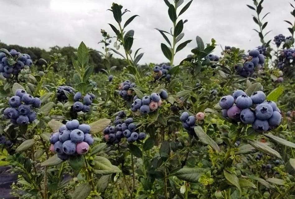 A Taste of Paradise Returns: Experience Unforgettable Blueberry Picking and Positively Delicious Treats at Double C Bar Ranch