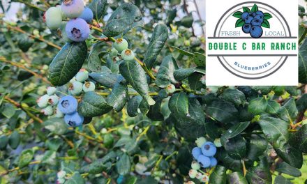 Chapman’s Double C Bar Ranch Blueberry Picking Season Begins This Saturday March 23rd!