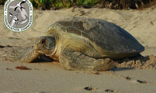 Be a Beach Hero: Simple Steps to Protect Florida’s Nesting Sea Turtles