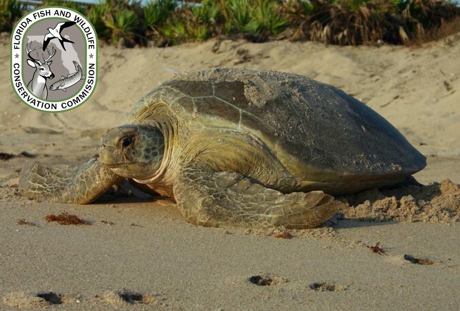 Be a Beach Hero: Simple Steps to Protect Florida’s Nesting Sea Turtles