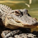 Explore the Untamed Heart of Florida and Exclusive Deals at Wild Florida’s Everglades Adventure