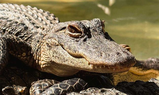 Explore the Untamed Heart of Florida and Exclusive Deals at Wild Florida’s Everglades Adventure