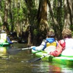Paddle Through Paradise: Discover Shingle Creek’s Cypress Forest on a Guided Kayak Tour