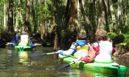 Paddle Through Paradise: Discover Shingle Creek’s Cypress Forest on a Guided Kayak Tour