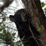 Seeing bears in unexpected areas? What you should do: