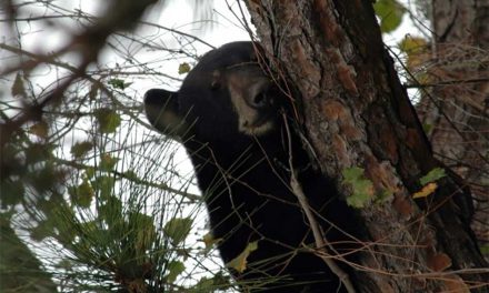 Seeing bears in unexpected areas? What you should do: