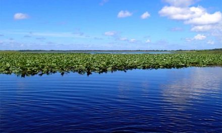 FWC conducts aquatic plant control on Lake Cypress in Osceola County