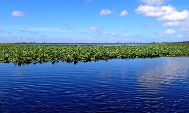 FWC conducts aquatic plant control on Lake Cypress in Osceola County