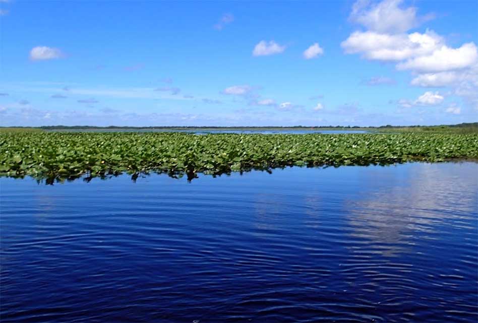 FWC conducts aquatic plant control on Lake Cypress in Osceola County