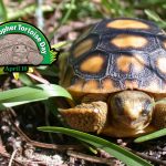 Protecting Our Gentle Diggers: Celebrate Gopher Tortoise Day in Florida on April 10