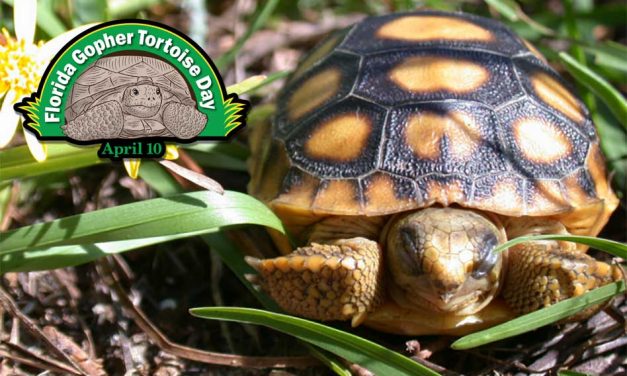 Protecting Our Gentle Diggers: Celebrate Gopher Tortoise Day in Florida on April 10