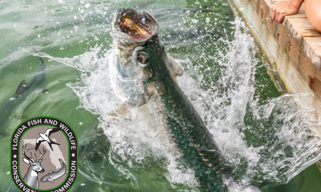 Safeguarding Tarpon Populations: Tips to Protect Florida’s Iconic Silver Kings