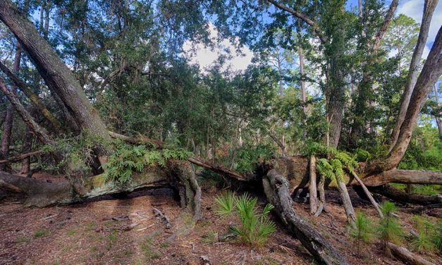 FWC releases 60 acres of of easements at Split Oak Forest for Osceola Parkway Extension, receives 1550 acres of conservation land