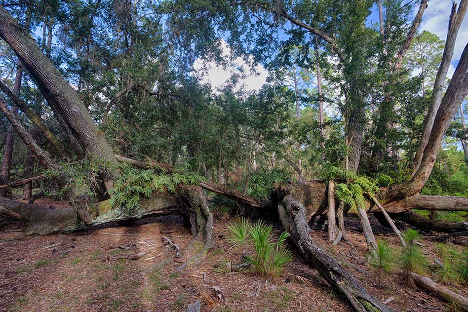 FWC releases 60 acres of of easements at Split Oak Forest for Osceola Parkway Extension, receives 1550 acres of conservation land