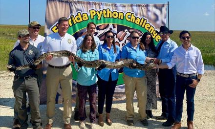 Florida Python Challenge 2024: Win Prizes for Tackling Invasive Burmese Pythons!