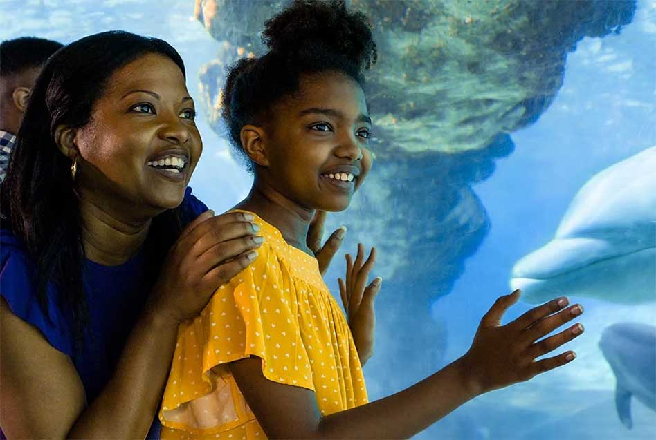 SeaWorld Orlando Offers Free Unlimited Admission to Florida Teachers with the 2024-2025 Florida Teacher Card